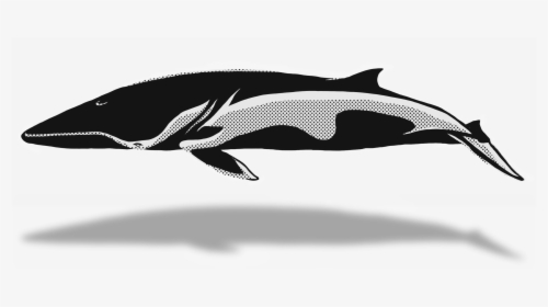 Transparent Whale Clipart Png - Short-beaked Common Dolphin, Png Download, Transparent PNG