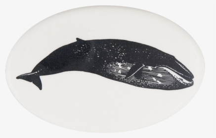 Blue Whale 4 Art Button Museum - Fish, HD Png Download, Transparent PNG