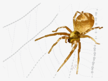 Spider-2 - Spider Web, HD Png Download, Transparent PNG