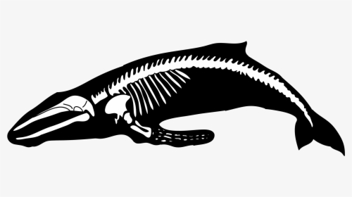 Humpback Whale Human Skeleton Blue Whale - Blue Whale Skeleton Png, Transparent Png, Transparent PNG