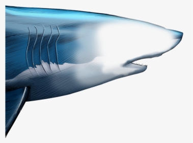 Unlike Most Animals, A Shark S Upper Jaw Is Not Firmly - Blue Whale, HD Png Download, Transparent PNG