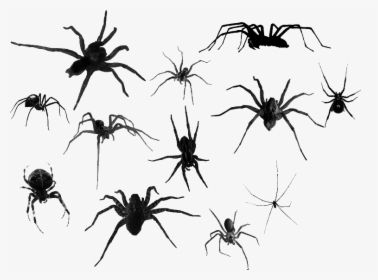 #spiders #spider #creepy #tumblr #goth #freetoedit - Transparent Spiders, HD Png Download, Transparent PNG
