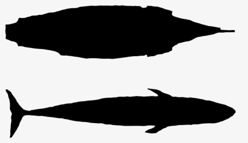 Mayflower Blue Whale Size, HD Png Download, Transparent PNG