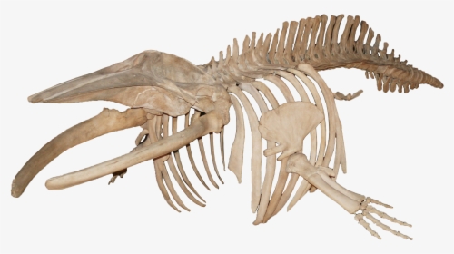 Balanoptera Acutorostrata Minke Whale - Whale Skeleton Png, Transparent Png, Transparent PNG