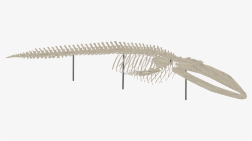 Whale Skeleton - Blue Whale Skeleton Transparent, HD Png Download, Transparent PNG