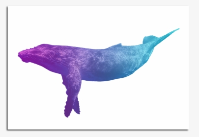 Image Of Blue Whale Poster - Paus Hd Png, Transparent Png, Transparent PNG
