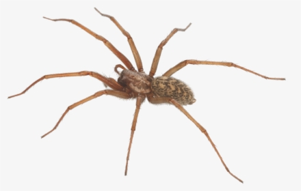 The Category Of Dangerous Spiders Is Predominantly - Santa Clarita Spider, HD Png Download, Transparent PNG