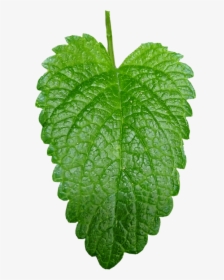 Melissa Officinalis, Letter, Green, Herb, Herbs - Melissa Officinalis Png, Transparent Png, Transparent PNG