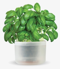 O Hanlon Herbs - Flowerpot, HD Png Download, Transparent PNG