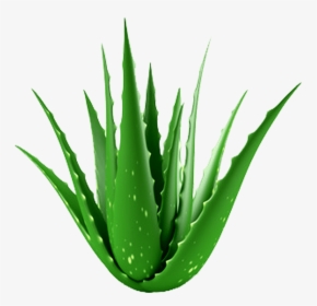 Aloe Vera Clipart , Png Download - Neem Aloe Vera Png, Transparent Png, Transparent PNG