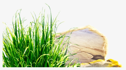 Clipart Grass Herbs - Sweet Grass, HD Png Download, Transparent PNG