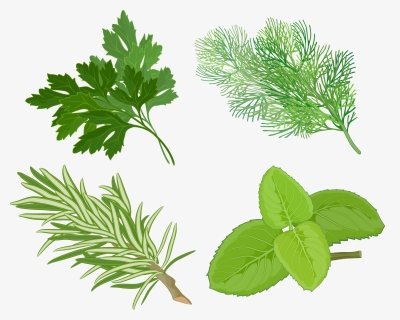 Clip Art Pics Of Herbs Plants - Herb Clipart, HD Png Download, Transparent PNG