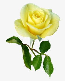 Rose, Yellow, Single Stem, Flower - Single Yellow Rose With Stem, HD Png Download, Transparent PNG
