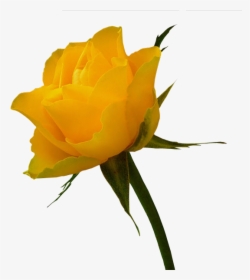 Tubes Fleurs Yellow Rose Bouquet, Yellow Roses, White - Flowers Download Yellow Hd, HD Png Download, Transparent PNG