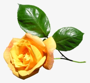 Yellow, Rose, Stem, Flower - Yellow Rose With Stem Png, Transparent Png, Transparent PNG