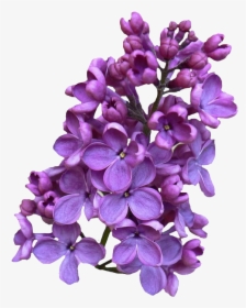 Lilac Png Clipart - Lilac Png, Transparent Png, Transparent PNG