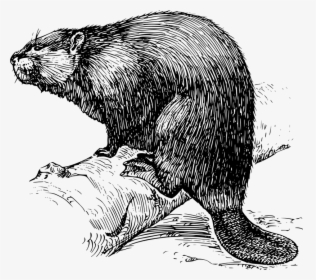 Beaver Image Black And White, HD Png Download, Transparent PNG