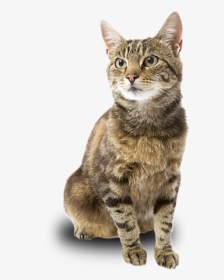 Adpot A Cat - Domestic Short-haired Cat, HD Png Download, Transparent PNG
