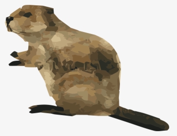 Grizzly Bear, HD Png Download, Transparent PNG
