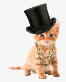 Completed Kitten Dress Up Tutorial - Cat White Background Hd, HD Png Download, Transparent PNG