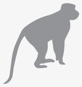 Install Rope Or Pole Bridges Primate Conservation - Did We Come From Monkeys, HD Png Download, Transparent PNG