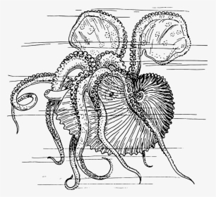 Sea Creature Drawings Kraken, HD Png Download, Transparent PNG