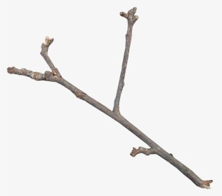 Twig Download Icon - Twig Png, Transparent Png, Transparent PNG