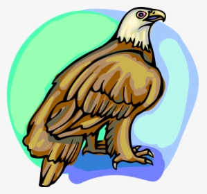 Vector Illustration Of American Bald Eagle National, HD Png Download, Transparent PNG