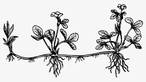 Art,monochrome Photography,twig - Plant Stolon Drawing, HD Png Download, Transparent PNG
