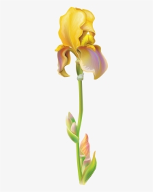 Purple Iris Flower Png Clipart Image - Iris Flower Png, Transparent Png, Transparent PNG