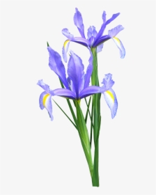 Iris Dutch Flowers - Blue Iris Flower Png, Transparent Png, Transparent PNG
