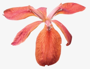 Red Iris - Portable Network Graphics, HD Png Download, Transparent PNG