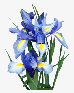 Iris, Dutch, Blue, Flowers, Bulbs, Cut Out, Isolated - Algerian Iris, HD Png Download, Transparent PNG