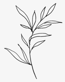 Plant Black And White Simple, HD Png Download, Transparent PNG