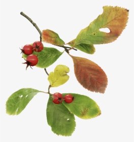 Cherry, HD Png Download, Transparent PNG