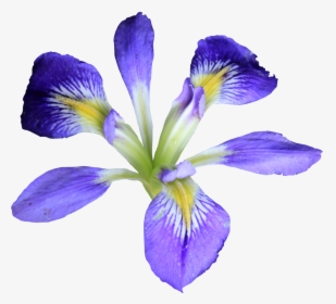 Transparent Iris Flower Png, Png Download, Transparent PNG