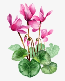 Iris Flower Clip Art - Cyclamen Clip Art, HD Png Download, Transparent PNG
