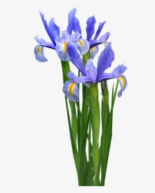 Dutch Iris Plant Bulb - Iris Flowers Clip Art, HD Png Download, Transparent PNG