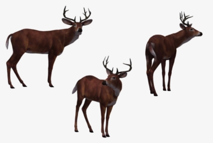 Deer Buck 03 By Free Stock - Deer Hunter Png, Transparent Png, Transparent PNG