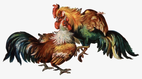 Cockfight Rooster Clip Art - Cock Fight Transparent Background, HD Png Download, Transparent PNG
