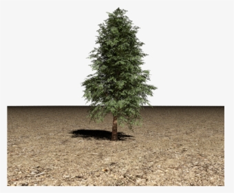Tree 3d Model - Pine Tree Png 3d, Transparent Png, Transparent PNG