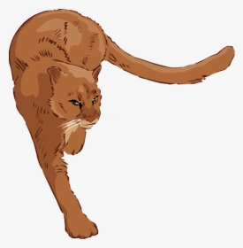 Free Lion Clipart - Cougar Clipart Free, HD Png Download, Transparent PNG