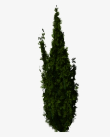 Trees For Photoshop, HD Png Download, Transparent PNG