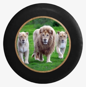 Lion Pride Full Mane With Lioness And Cub Jeep Camper - Lion With His Family, HD Png Download, Transparent PNG