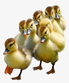 Ducklings Transparent Image Bird Image - Ducklings With Transparent Background, HD Png Download, Transparent PNG