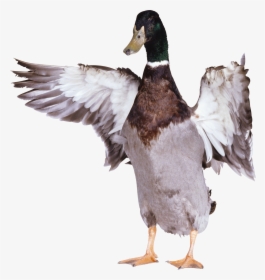Grab And Download Duck Png Picture - Duck With Wings Out, Transparent Png, Transparent PNG