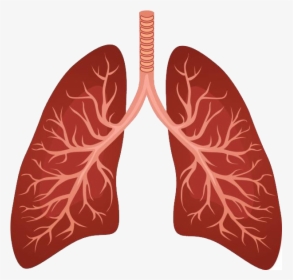 Lungs Png - Imagen Del Pulmon Humano, Transparent Png, Transparent PNG