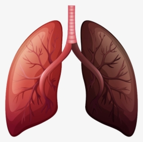 Lungs Png - Lung Cancer Before And After, Transparent Png, Transparent PNG