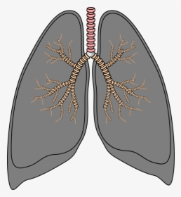 Lungs Png - Smokers Lungs Clipart, Transparent Png, Transparent PNG