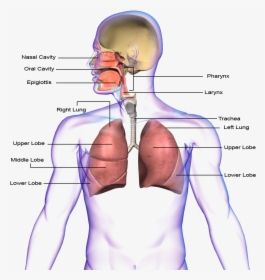 Png Transparent Images - Circulatory System And Respiratory System Transparent, Png Download, Transparent PNG